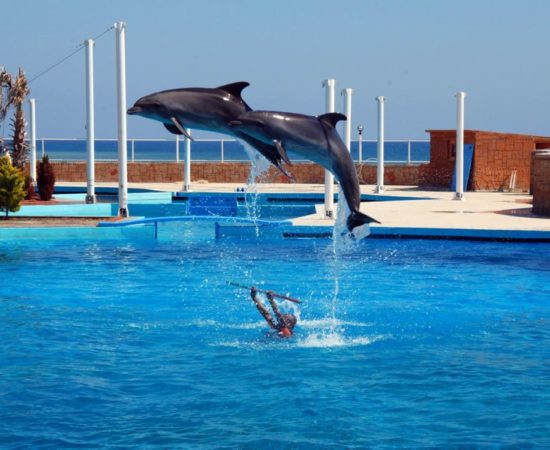 Icmeler Dolphin Show