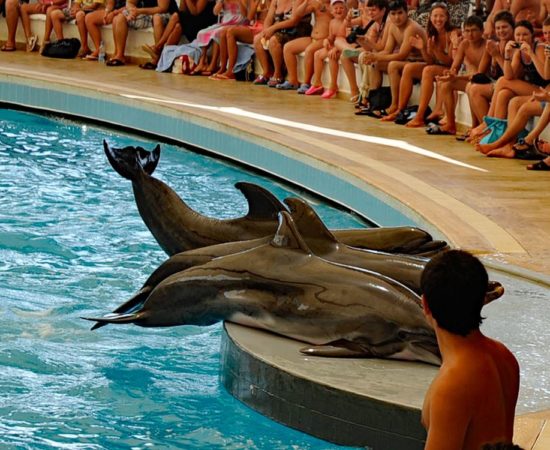 Icmeler Dolphin Show