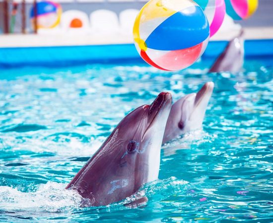 Icmeler Dolphin Show