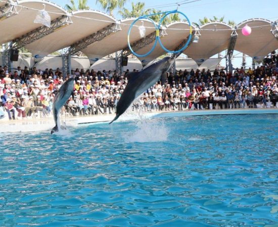 Icmeler Dolphin Show