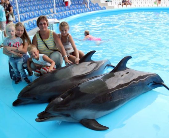 Icmeler Dolphin Show